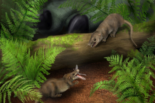 Artistic reconstruction of early mammal ancestors (species: Hadrocodium wui) shown hunting insect prey, illustrating how the adoption of an insectivorous diet and miniaturization played an important role in mammal evolution.
